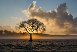 Arbre de vie lithothérapie